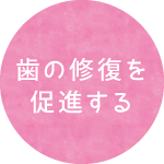 歯の修復を促進する